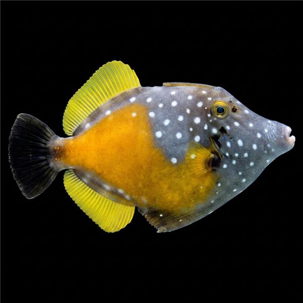 فرشته ماهی کورال بیوتی coral beauty angelfish