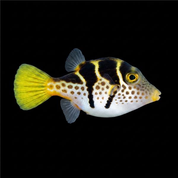 فرشته ماهی کورال بیوتی coral beauty angelfish