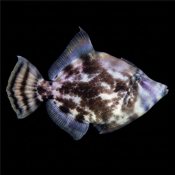 فرشته ماهی کورال بیوتی coral beauty angelfish