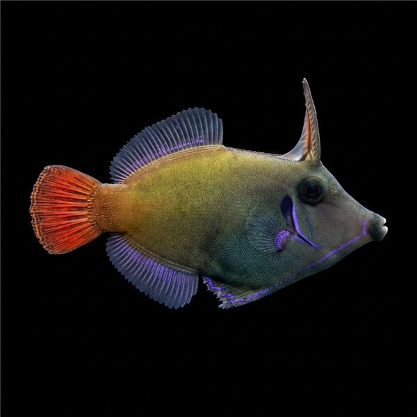 فرشته ماهی کورال بیوتی coral beauty angelfish