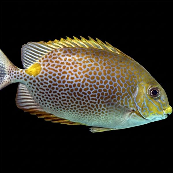 فرشته ماهی کورال بیوتی coral beauty angelfish