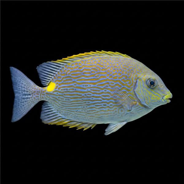 فرشته ماهی کورال بیوتی coral beauty angelfish