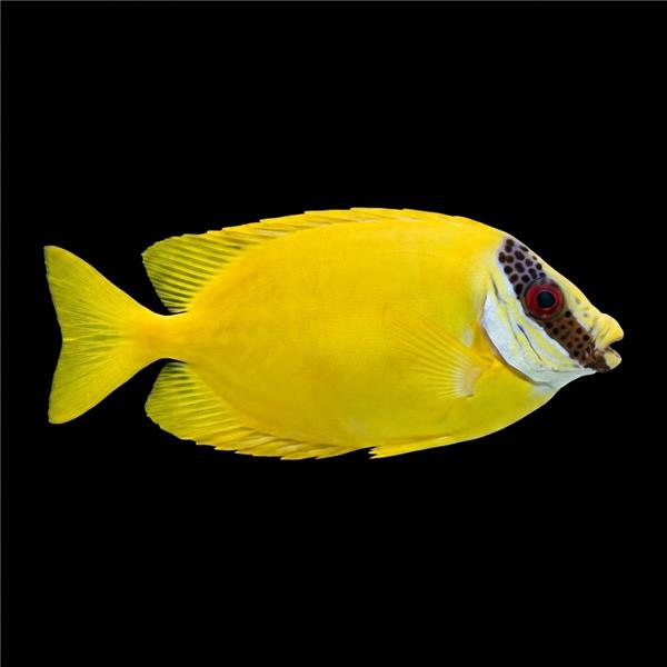 فرشته ماهی کورال بیوتی coral beauty angelfish