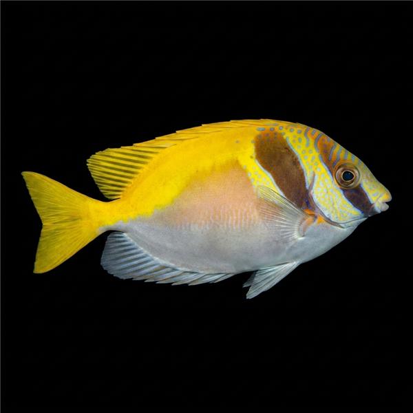 فرشته ماهی کورال بیوتی coral beauty angelfish