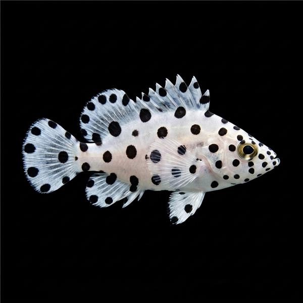 فرشته ماهی کورال بیوتی coral beauty angelfish