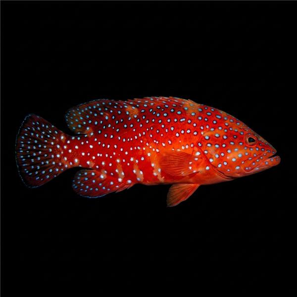 فرشته ماهی کورال بیوتی coral beauty angelfish