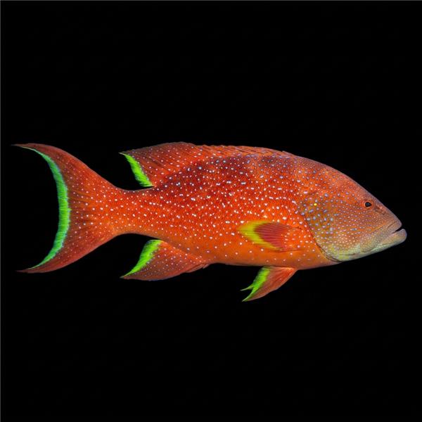 فرشته ماهی کورال بیوتی coral beauty angelfish