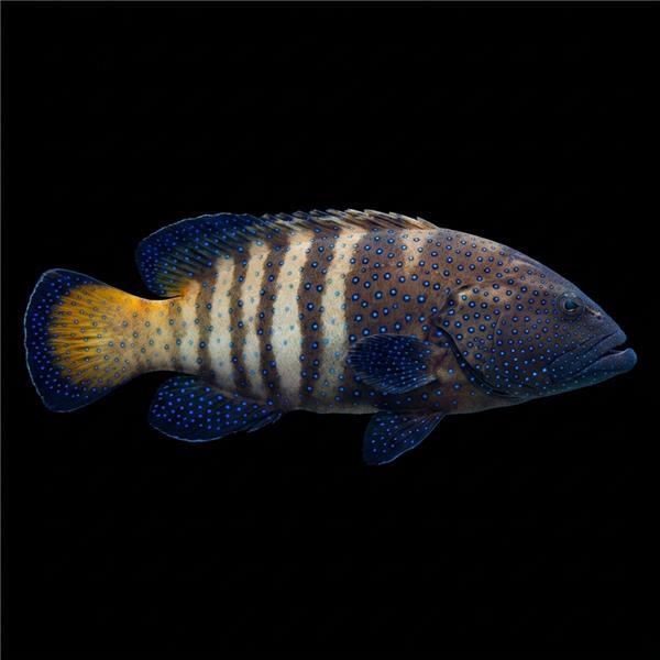 فرشته ماهی کورال بیوتی coral beauty angelfish