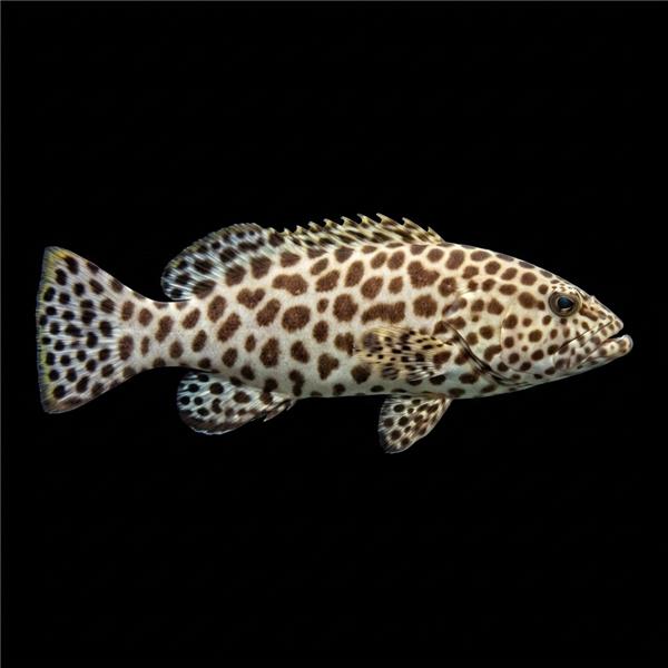 فرشته ماهی کورال بیوتی coral beauty angelfish