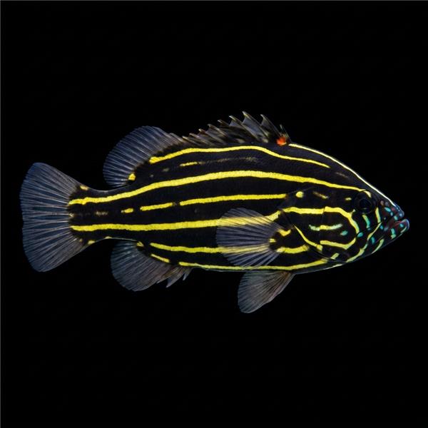 فرشته ماهی کورال بیوتی coral beauty angelfish