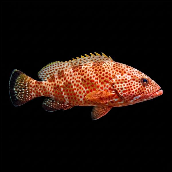 فرشته ماهی کورال بیوتی coral beauty angelfish