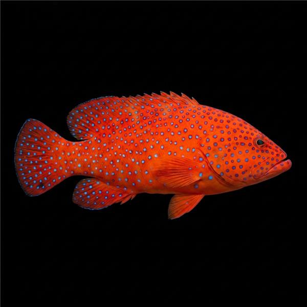 فرشته ماهی کورال بیوتی coral beauty angelfish