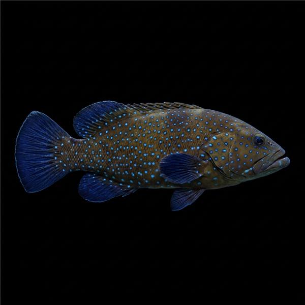 فرشته ماهی کورال بیوتی coral beauty angelfish