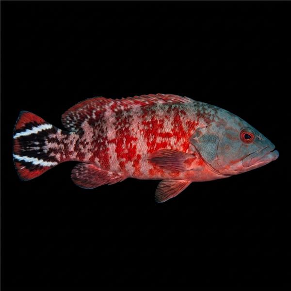 فرشته ماهی کورال بیوتی coral beauty angelfish