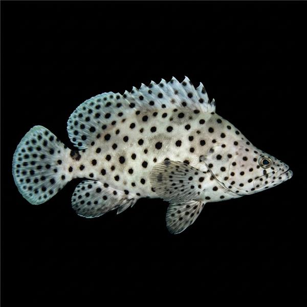 فرشته ماهی کورال بیوتی coral beauty angelfish