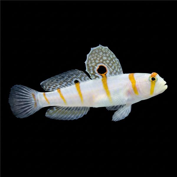 فرشته ماهی کورال بیوتی coral beauty angelfish