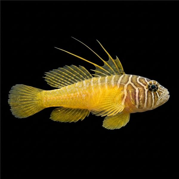فرشته ماهی کورال بیوتی coral beauty angelfish