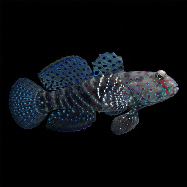 فرشته ماهی کورال بیوتی coral beauty angelfish