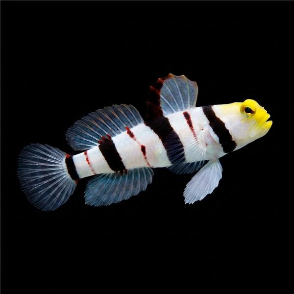 فرشته ماهی کورال بیوتی coral beauty angelfish