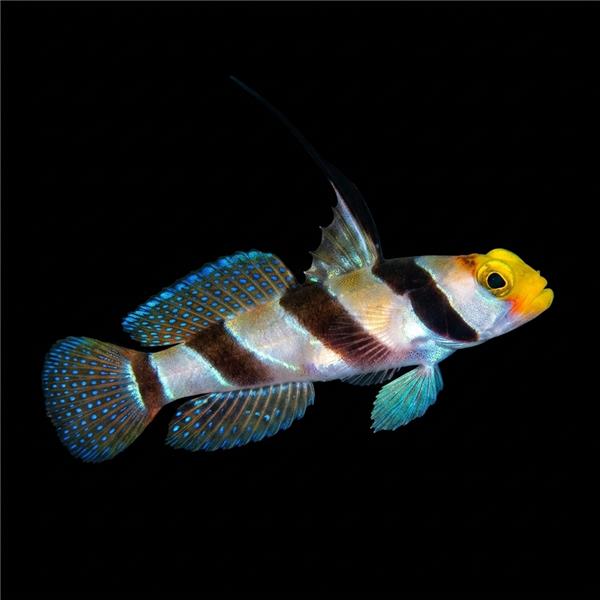 فرشته ماهی کورال بیوتی coral beauty angelfish