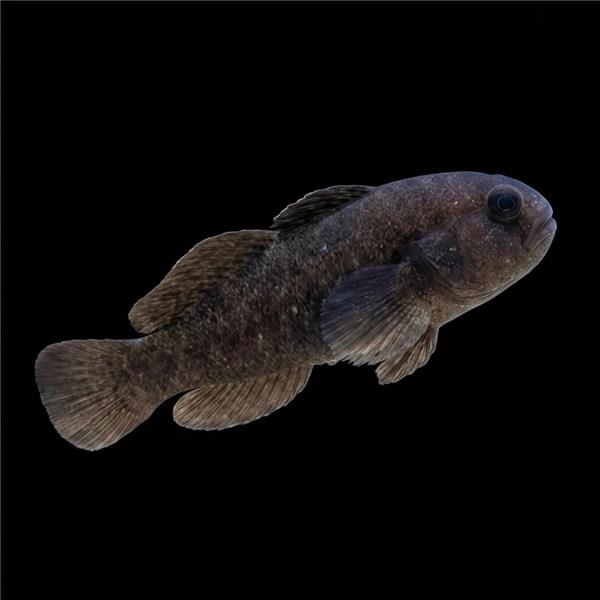 فرشته ماهی کورال بیوتی coral beauty angelfish