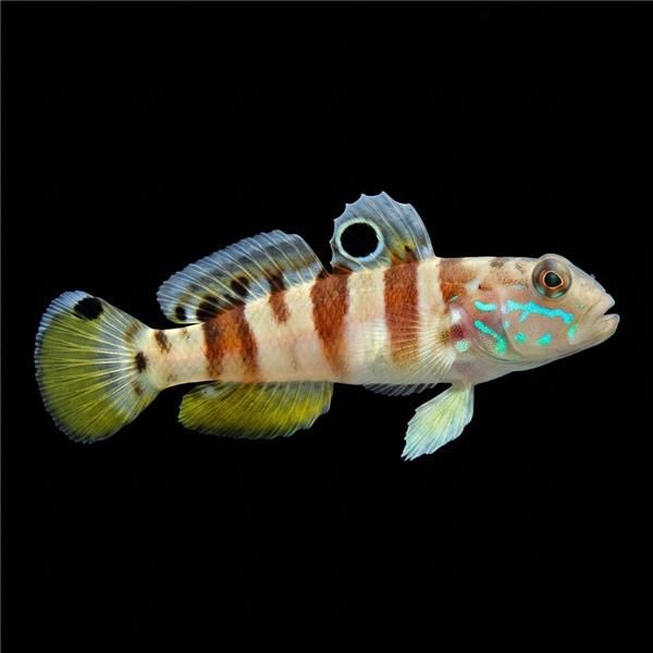 فرشته ماهی کورال بیوتی coral beauty angelfish