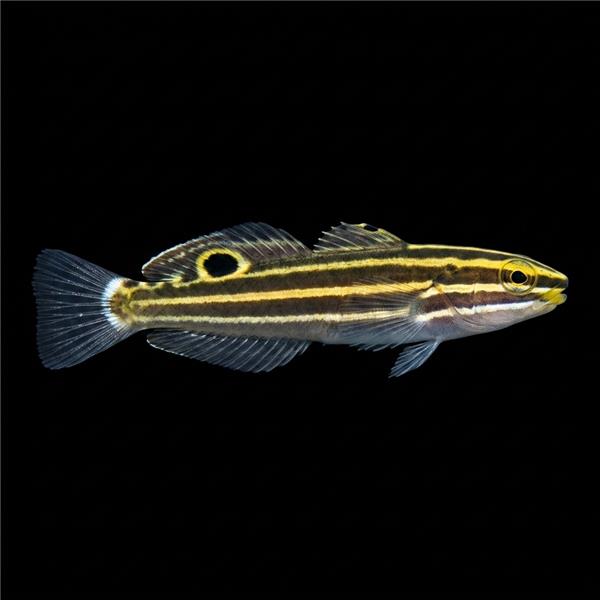 فرشته ماهی کورال بیوتی coral beauty angelfish