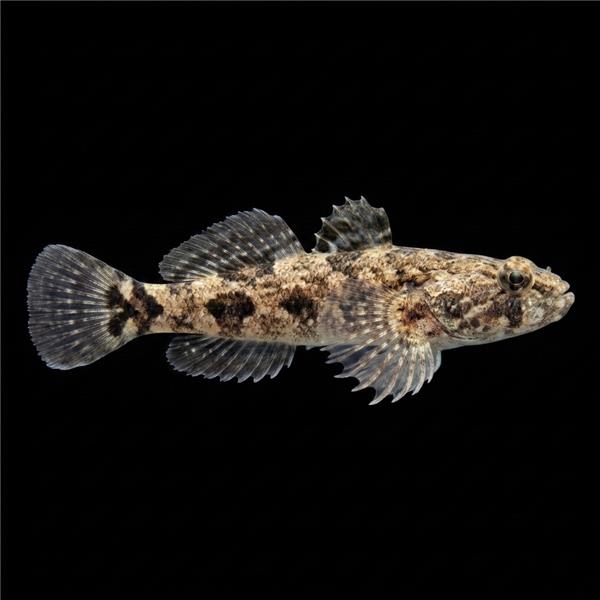 فرشته ماهی کورال بیوتی coral beauty angelfish