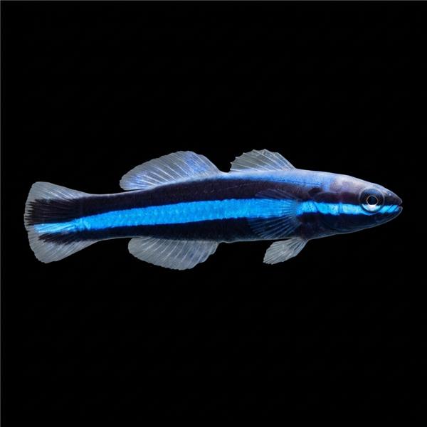 فرشته ماهی کورال بیوتی coral beauty angelfish