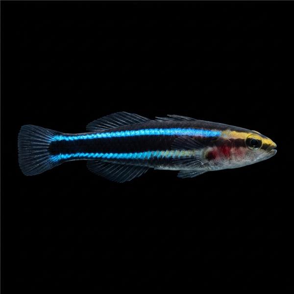فرشته ماهی کورال بیوتی coral beauty angelfish