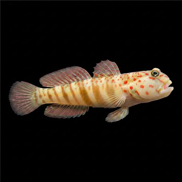 فرشته ماهی کورال بیوتی coral beauty angelfish