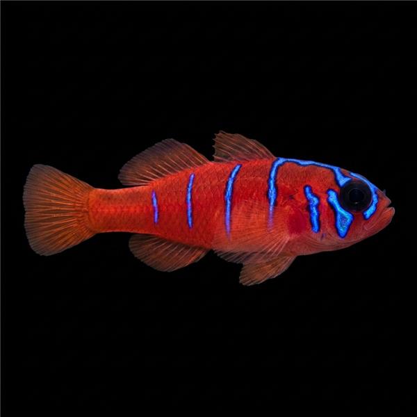 فرشته ماهی کورال بیوتی coral beauty angelfish