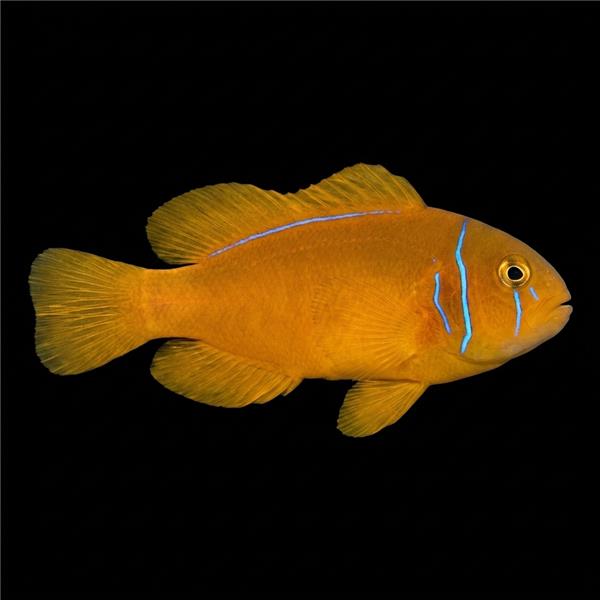 فرشته ماهی کورال بیوتی coral beauty angelfish
