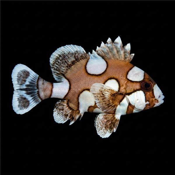 فرشته ماهی کورال بیوتی coral beauty angelfish
