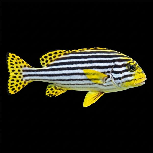 فرشته ماهی کورال بیوتی coral beauty angelfish