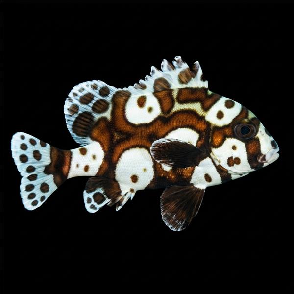 فرشته ماهی کورال بیوتی coral beauty angelfish