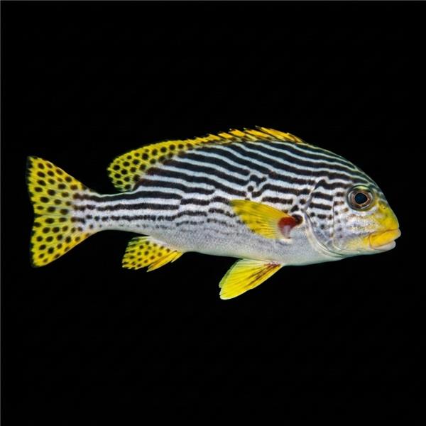 فرشته ماهی کورال بیوتی coral beauty angelfish