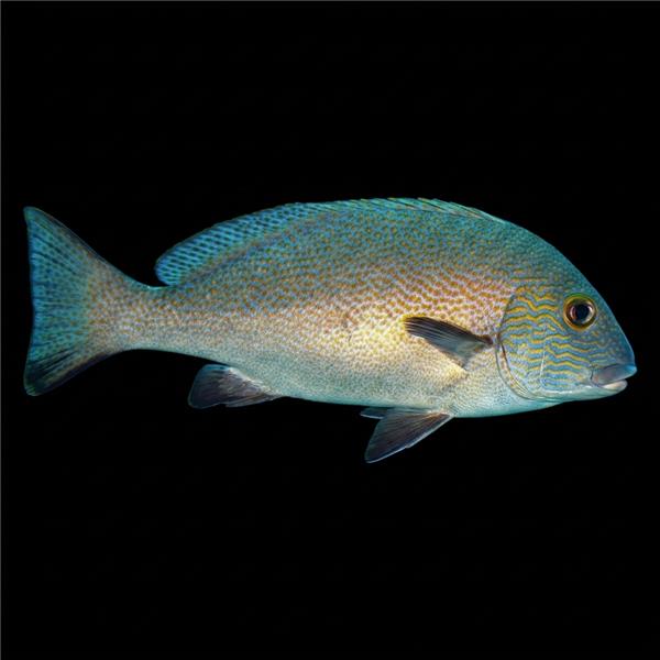 فرشته ماهی کورال بیوتی coral beauty angelfish