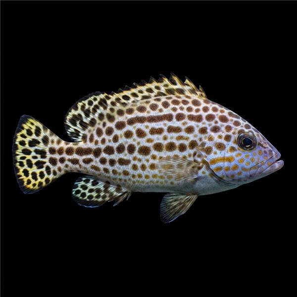 فرشته ماهی کورال بیوتی coral beauty angelfish