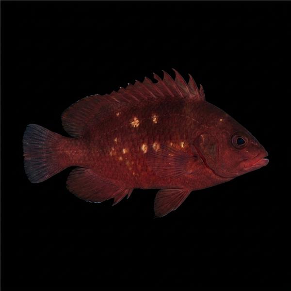 فرشته ماهی کورال بیوتی coral beauty angelfish