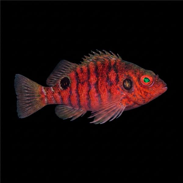 فرشته ماهی کورال بیوتی coral beauty angelfish