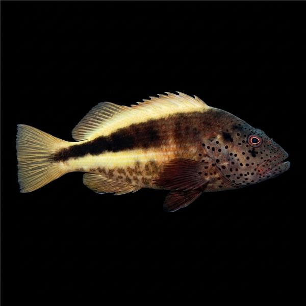فرشته ماهی کورال بیوتی coral beauty angelfish