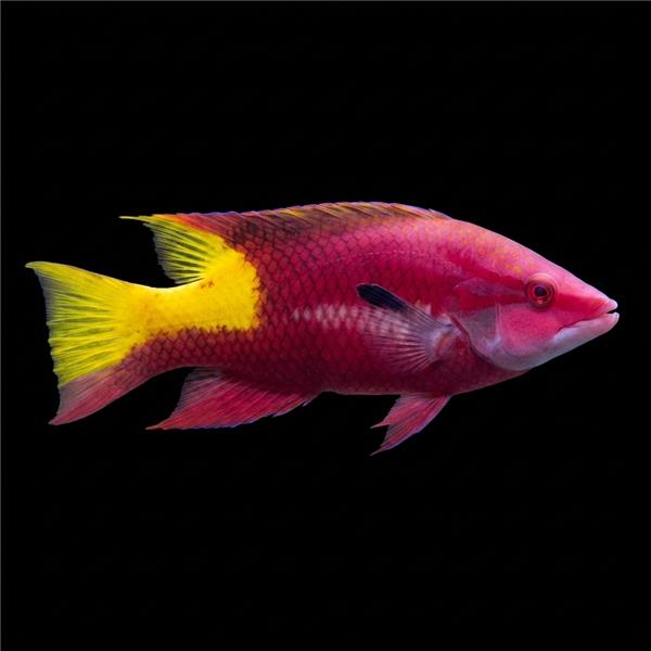 فرشته ماهی کورال بیوتی coral beauty angelfish