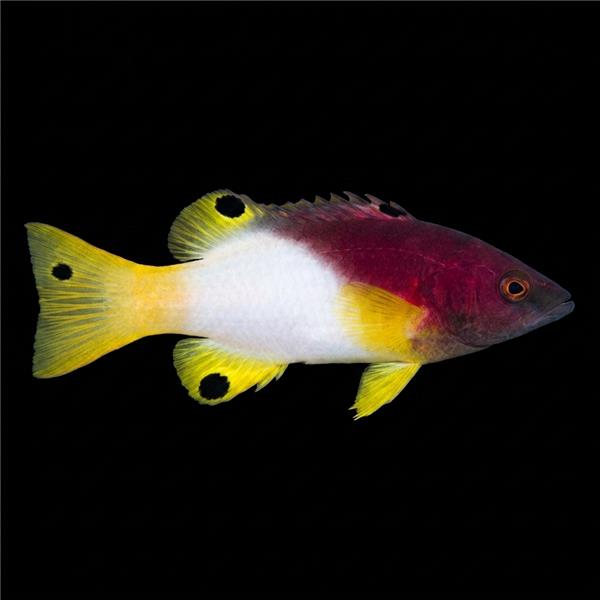فرشته ماهی کورال بیوتی coral beauty angelfish
