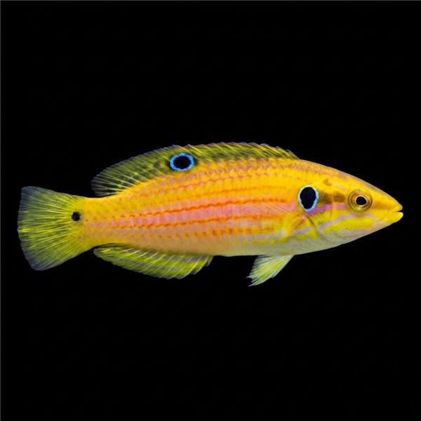 فرشته ماهی کورال بیوتی coral beauty angelfish