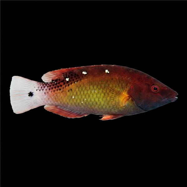فرشته ماهی کورال بیوتی coral beauty angelfish