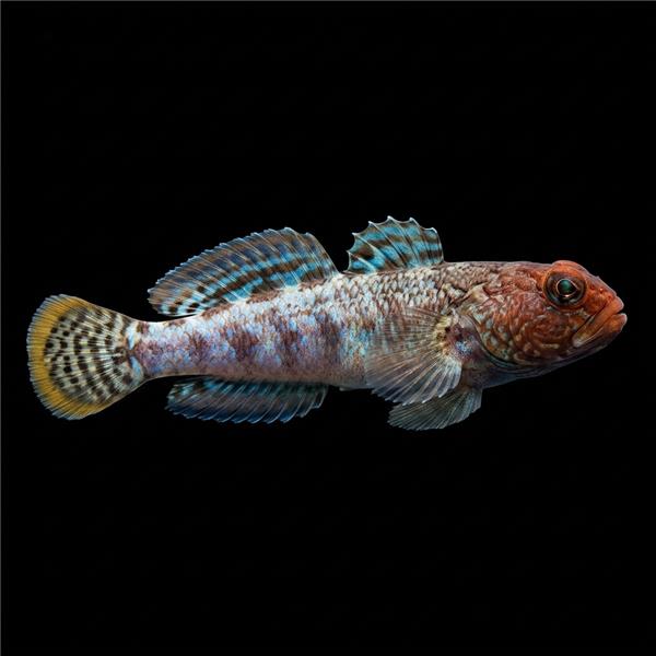 فرشته ماهی کورال بیوتی coral beauty angelfish