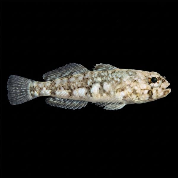 فرشته ماهی کورال بیوتی coral beauty angelfish