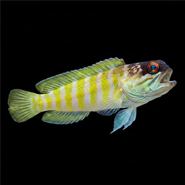 فرشته ماهی کورال بیوتی coral beauty angelfish