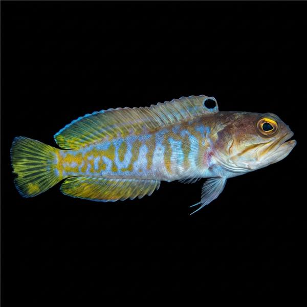 فرشته ماهی کورال بیوتی coral beauty angelfish